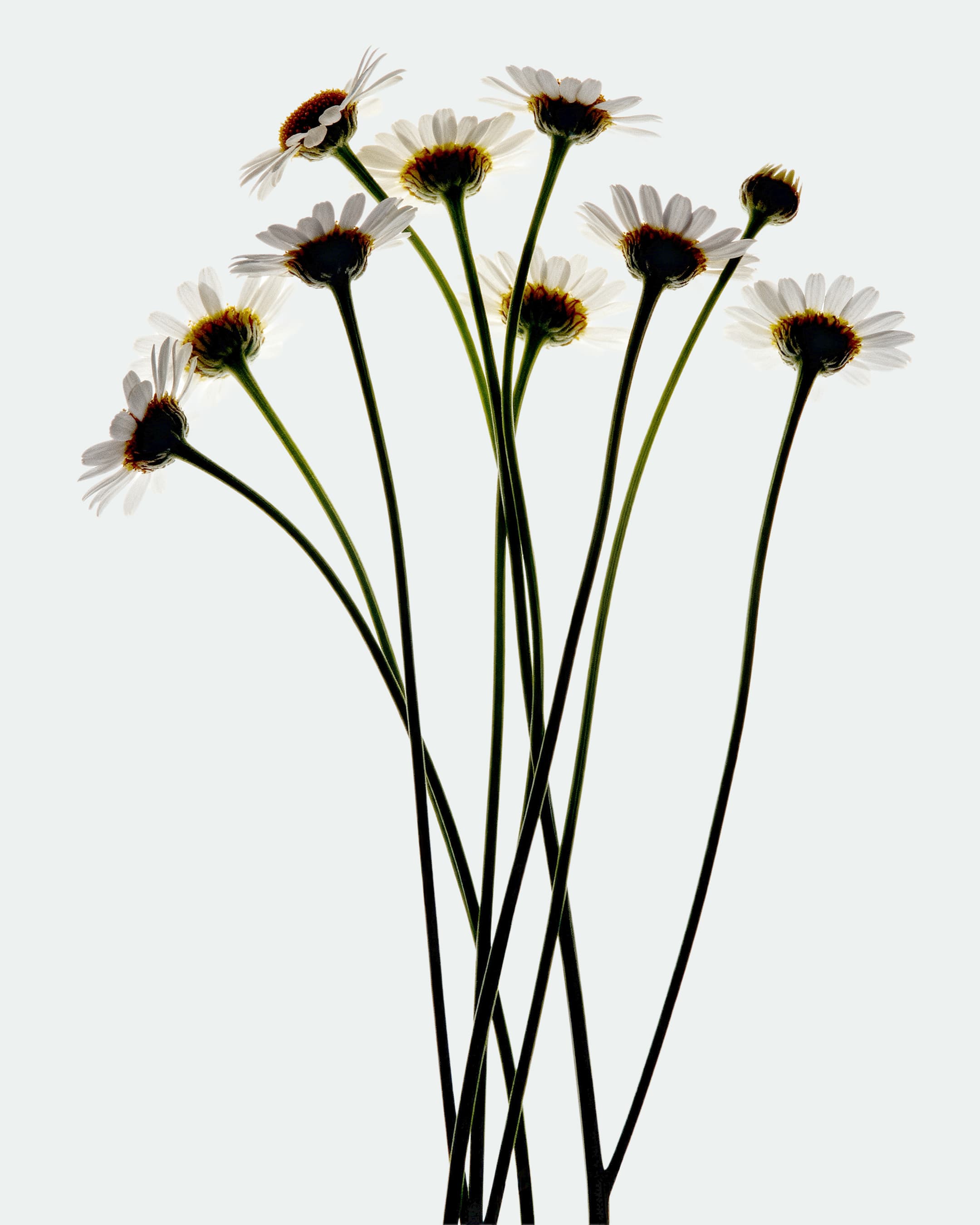 Display Image