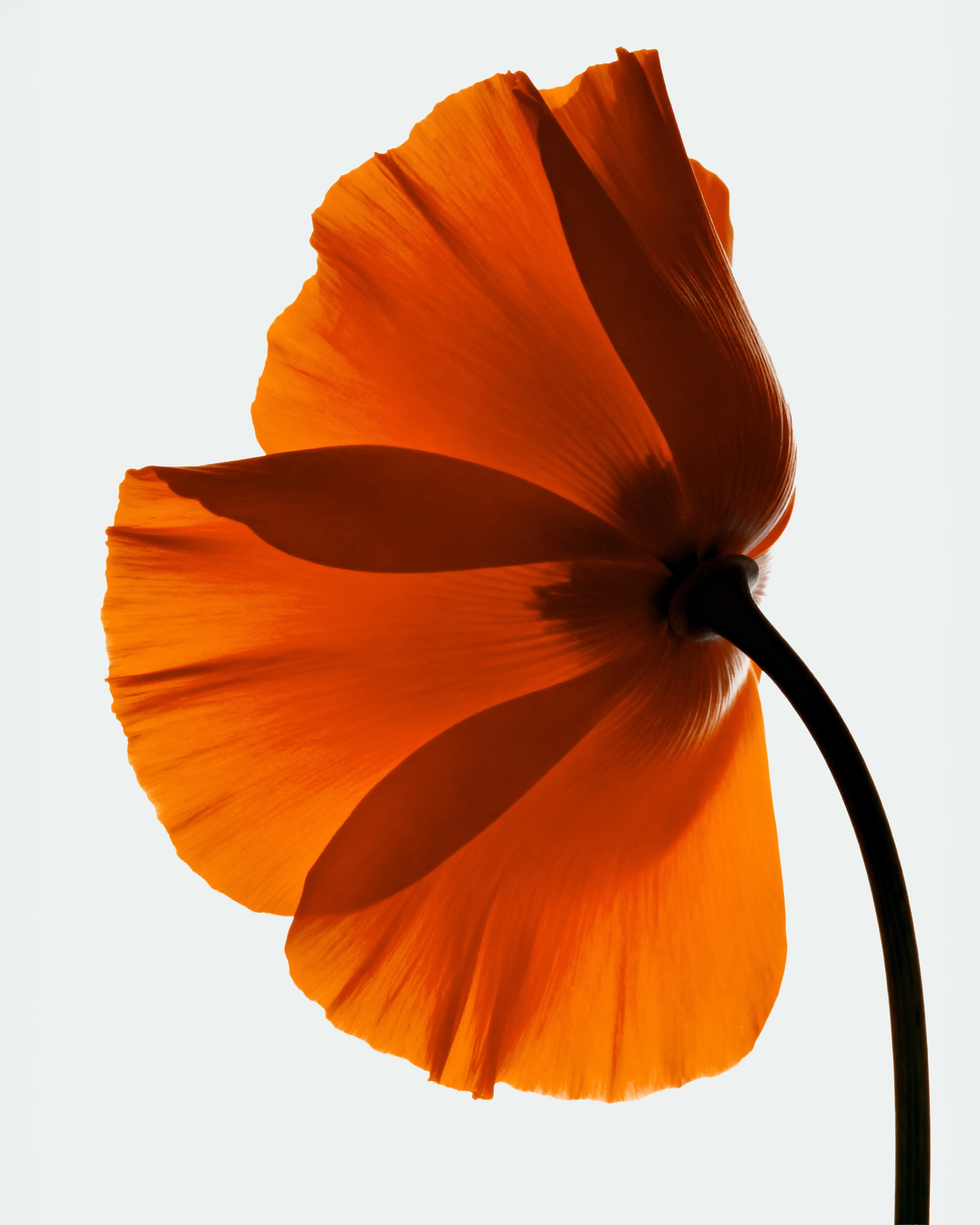 Display Image