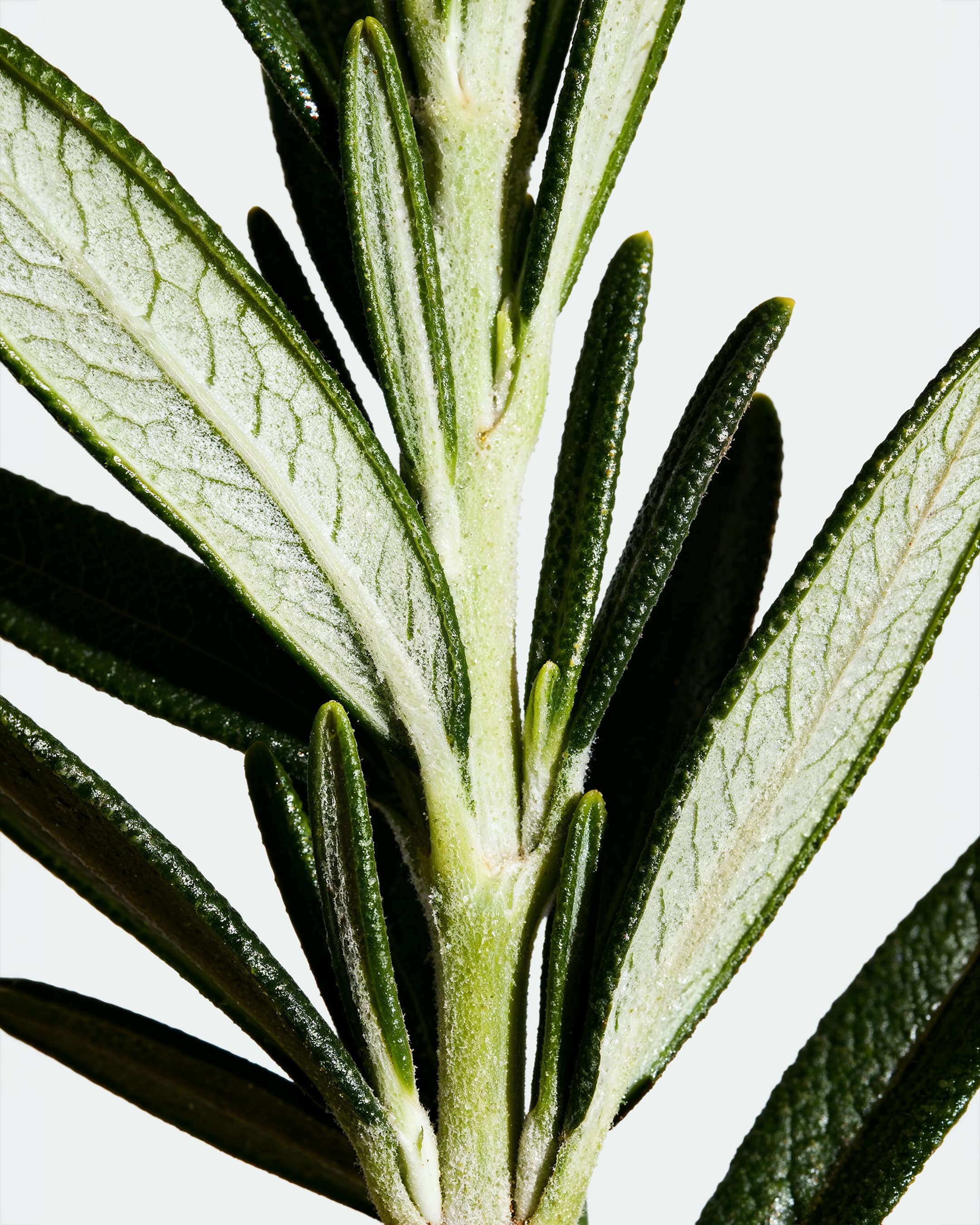 Display Image