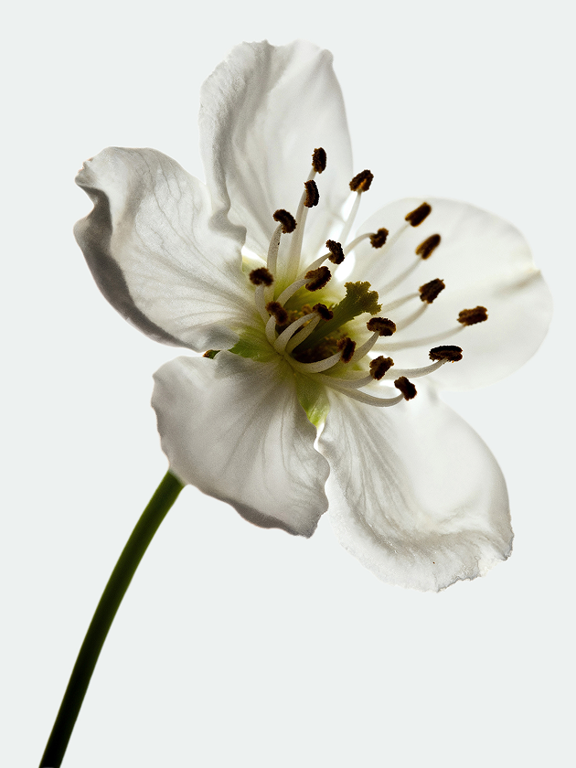 Display Image