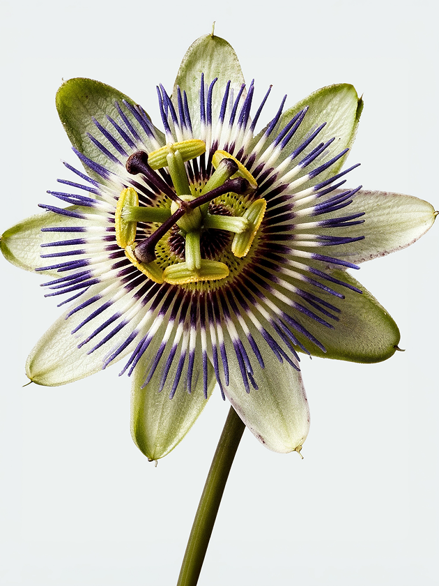 Display Image