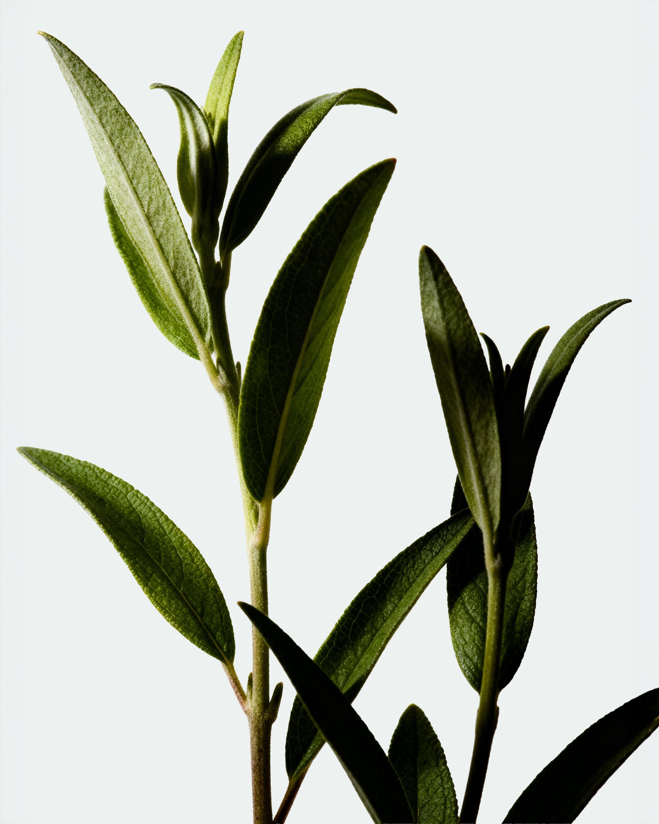 Display Image